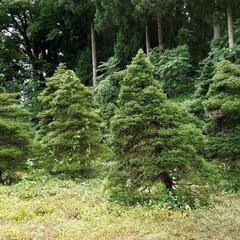 庭木　オッコ　(イチイ　アララギ)