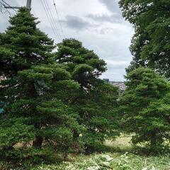 庭木　オッコ　(イチイ　アララギ)