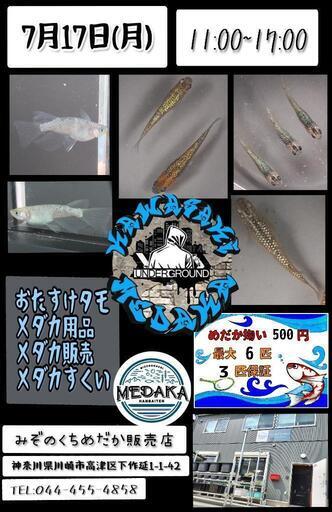 7月17日 めだかイベント