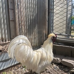 天然記念物の烏骨鶏です❗️