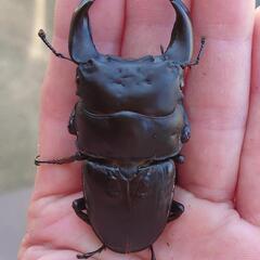 極太オオクワガタ8ペアーNo4 お祭りやイベント