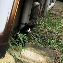 猫　2から3カ月？