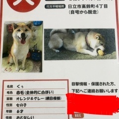 至急‼️迷子犬探しています‼️