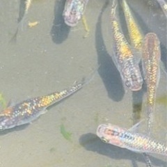 メダカ　各種　親〜針子〜稚魚または幼魚ぐらい　サボラメ　ユリシス...