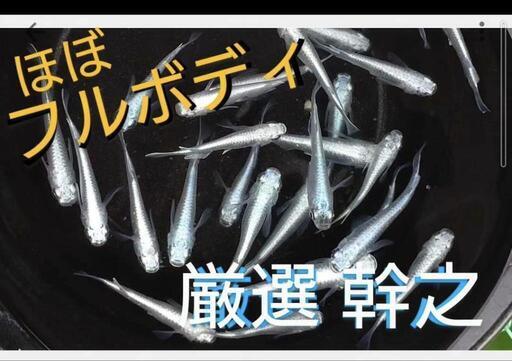 100匹：幹之メダカ(ほぼフルボディ)