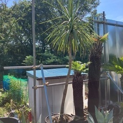 ドラセナ、特大ドラセナ、ココスヤシ、ドライガーデン。