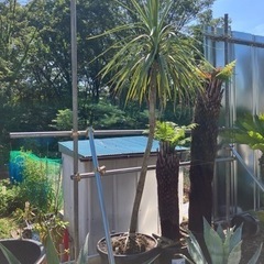 ドラセナ、特大ドラセナ、ココスヤシ、ドライガーデン。