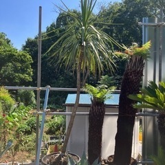 ドラセナ、特大ドラセナ、ココスヤシ、ドライガーデン。