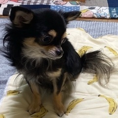 子供が犬アレルギー発覚したため