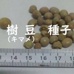 【ネット決済・配送可】（送料込）キマメ種子 ５ｇ（約３０粒）　樹...