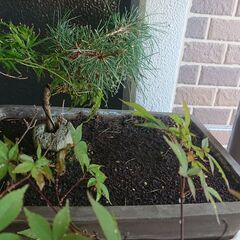 盆栽小（鉢つき）