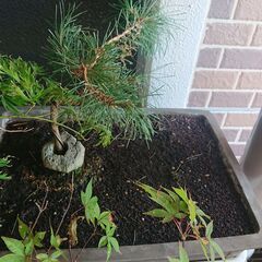 盆栽小（鉢つき）