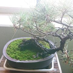 盆栽大（鉢つき）