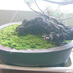 盆栽大（鉢つき） 盆栽大（鉢つき）