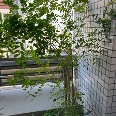 【終了】ゲッキツ　シルクジャスミン　鉢植え　160cm超　引取り...