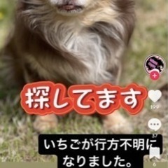 迷子犬チワワ探してます！の画像