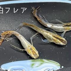 【格安】メダカ　　琥珀フレア若魚10匹
