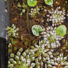 水草セット残りわずか！