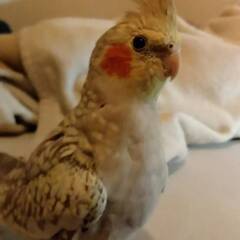 オカメインコ（８か月）探しています。