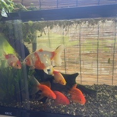 金魚、サラサ琉金×サラサランチュウ