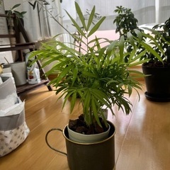 観葉植物テーブルヤシ