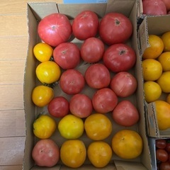 今日の午前中に収穫したトマトです