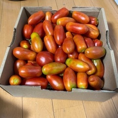 ミニトマト⁇一箱４００円