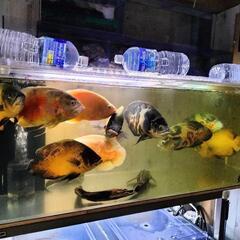 【値下げ8/31迄】問合せ中