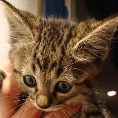 キジトラ仔猫１ヶ月(女の子) − 栃木県