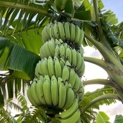 バナナ各種