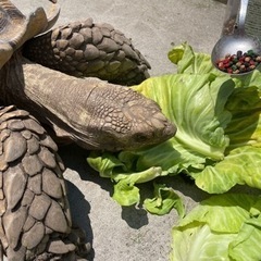 亀の餌が困ってます！！　いらない野菜などをください！