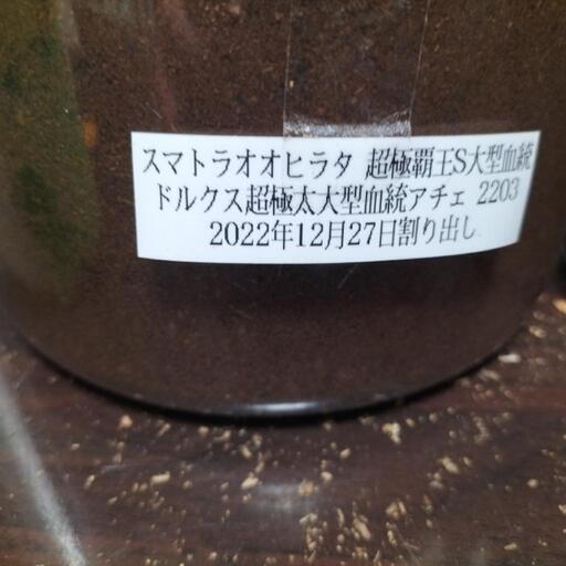 スマトラオオヒラタ 成虫 ♂1♀3 幼虫10匹