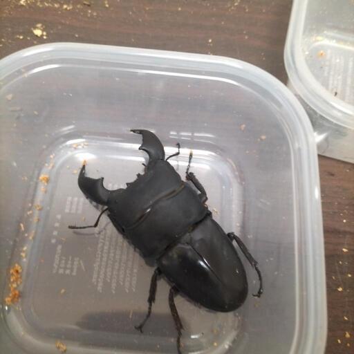 成虫　♂1♀3 幼虫10匹　スマトラオオヒラタ