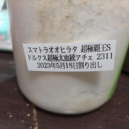 スマトラオオヒラタ 成虫 ♂1♀3 幼虫10匹
