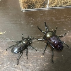 ニジイロクワガタ　紫紺ペア