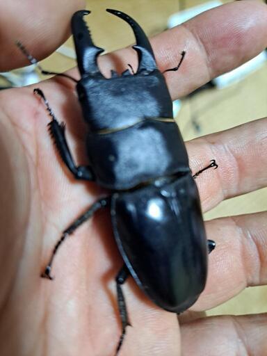 71ミリ本土ヒラタクワガタ