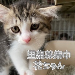 7月29日❤︎岐阜市❤︎猫の譲渡会 - イベント
