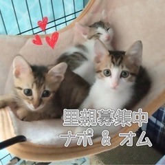 7月29日❤︎岐阜市❤︎猫の譲渡会の画像