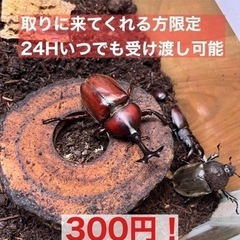 カブトムシ、ノコギリクワガタ！オスメスペア300円！まだまだ在庫...