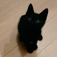 【トライアル中】7/28更新🌙黒猫🌙8週程度 仔猫♂🌙