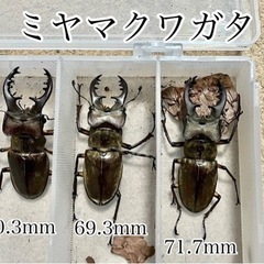 県内採取　大型ミヤマクワガタ　オス‼️