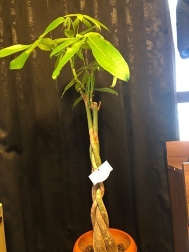 観葉植物　パキラ　インテリア　植物
