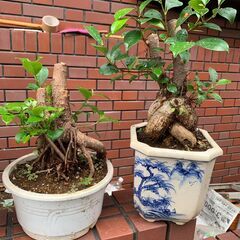 ■かぽっく　鉢植え2鉢