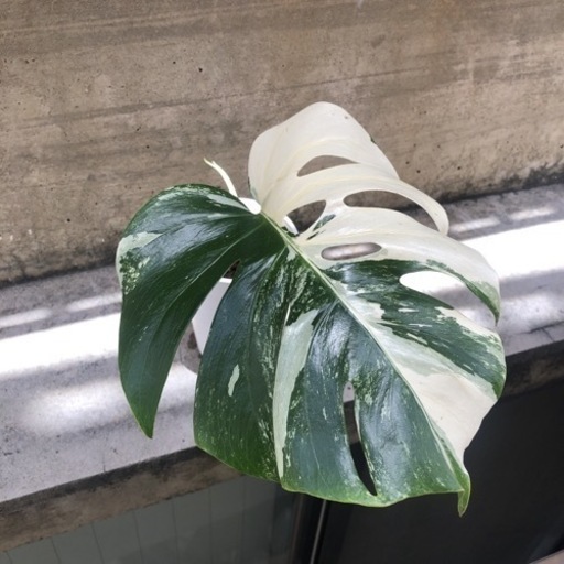 斑入りモンステラ②