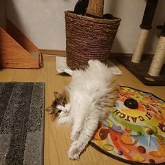 血統書付。美猫のノルウェージャンです。