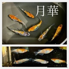 【nego_mdk】月華メダカ幼魚〜若魚サイズ2ペア+1
