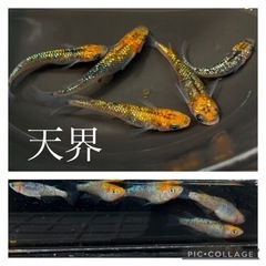 【nego_mdk】産卵開始天界メダカ幼魚〜若魚、2ペア+1