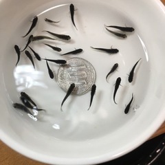 ①メダカ　サタンの稚魚　約20匹　