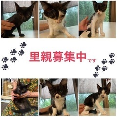【鹿児島】子猫6匹・白黒ちゃん、黒ちゃん
