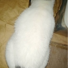 至急可愛い成猫　ミルちゃんの里親募集します。 − 茨城県